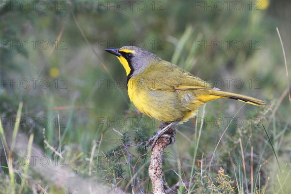 Bokmakierie (Telophorus zeylonus), De Hoop Nature Reserve, South Africa