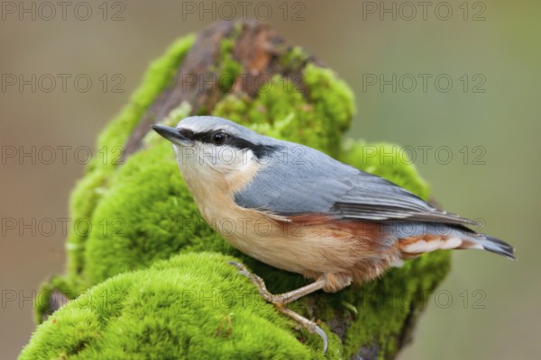 Eurasian Nuthatch (Sitta europaea), Baden-Wuerttemberg, Germany