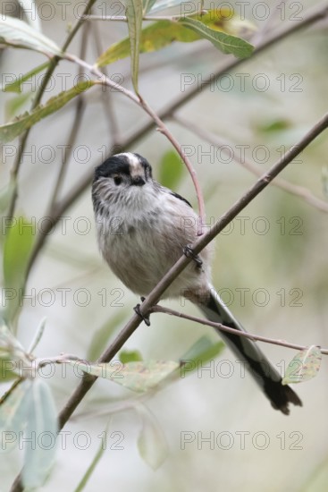 A charming Long-tailed Tit, Aegithalos caudatus, perches gracefully on a delicate branch among lush green foliage. The vivid scene captures its fluffy feathers and inquisitive eyes