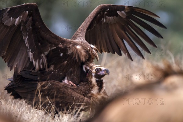 Cinereous Vulture (Aegypius monachus) pair mating, Castile-La Mancha, Spain