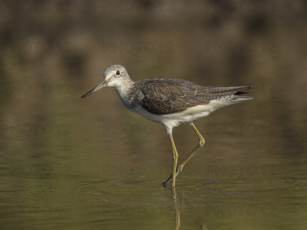 Common Greenshank (Tringa nebularia) foraging, Gambia