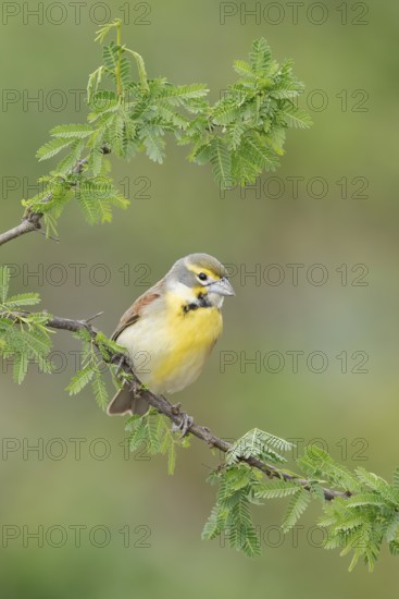 Dickcissel (Spiza americana) perched on a branch, Texas, USA