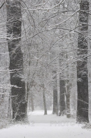 Winter Avenue, Germany