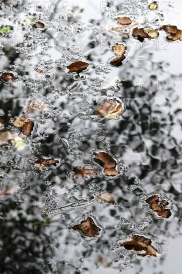 Autumn leaves on a lake, Lusatia, Saxony, Germany