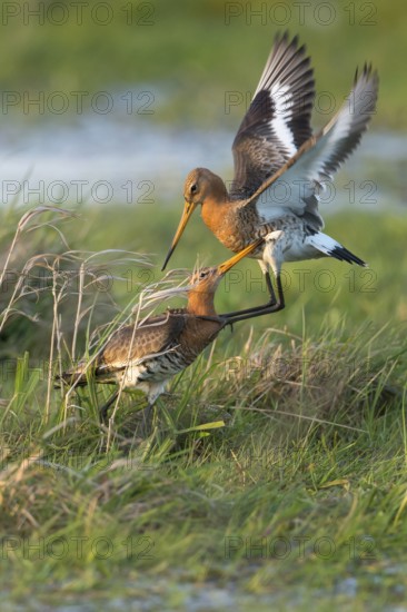 Black-tailed Godwit (Limosa limosa) wrangling, Lower Saxony, Germany