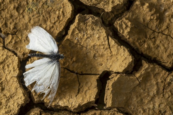 A delicate cabbage butterfly with tattered wings rests on cracked, dry earth, symbolizing resilience and adaptation in a harsh environment. A powerful depiction of survival