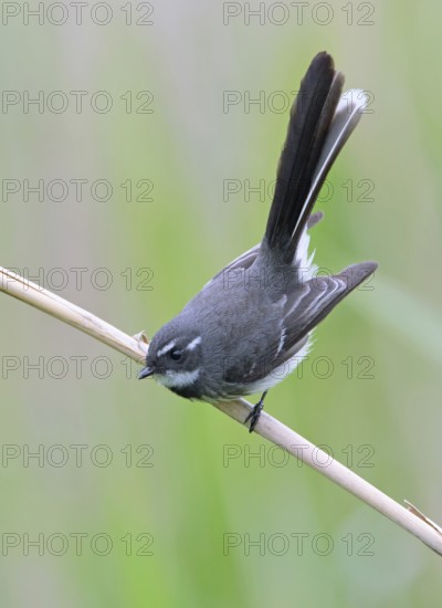 Grey Fantail (Rhipidura albiscapa), Victoria, Australia