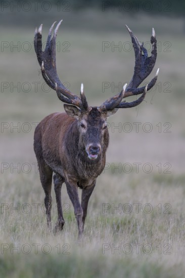 Red deer (Cervus elaphus), with mud in antlers running in a meadow, rutting, Zealand, Denmark