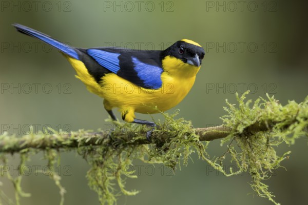 Blue-winged Mountain Tanager (Anisognathus somptuosus) perched on a branch in Colombia, South America