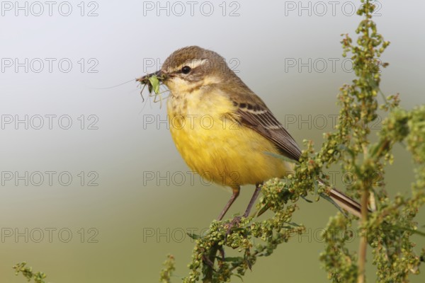 Western Yellow Wagtail (Motacilla flava), Lower Saxony, Germany