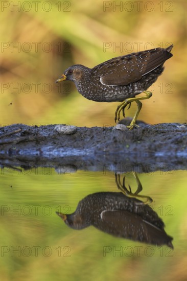 Spotted Crake (Porzana porzana), Saxony, Germany