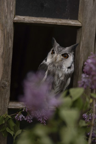 Southern White-faced Owl (Ptilopsis granti) captive, Germany