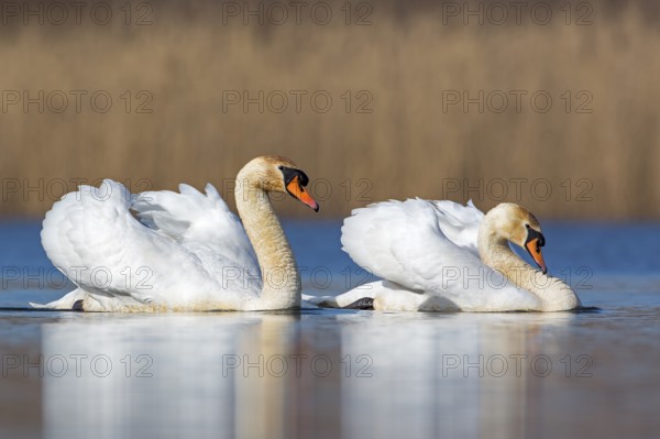Mute Swan (Cygnus olor) pair, Saxony-Anhalt, Germany