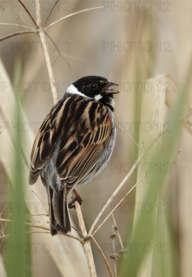 Common Reed Bunting (Emberiza schoeniclus) male singing, Mecklenburg-Western Pomerania, Germany
