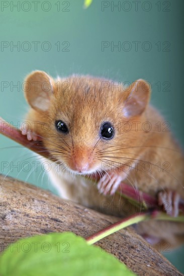 Dormouse (Muscardinus avellanarius) in a raspberry bush Federal Republic of Germany