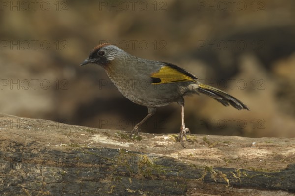 Silver-eared Laughingthrush (Trochalopteron melanostigma), Doi Lang, Thailand