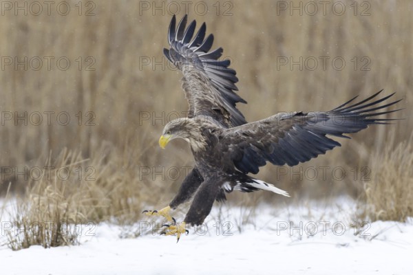 White-tailed Eagle (Haliaeetus albicilla) flying, Lower Saxony, Germany