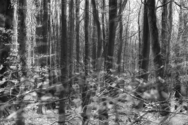 Details, Primeval forest Urwald Sababurg, Hofgeismar, Weser Uplands, Weserbergland, Hesse, Germany