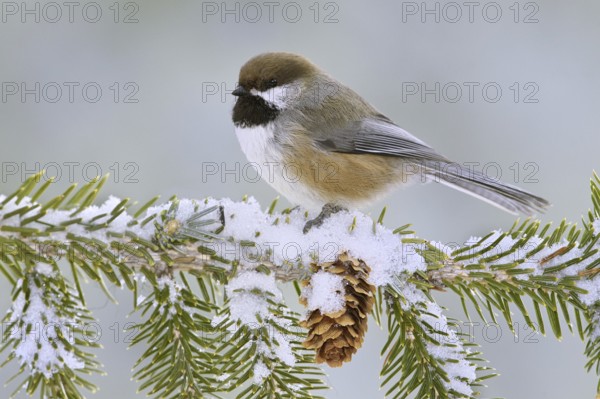 Boreal Chickadee (Poecile hudsonicus), Alaska, USA