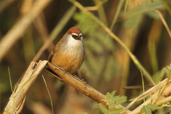 Chestnut-capped Babbler (Timalia pileata), Doi Lang, Thailand