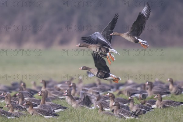 Greater White-fronted Goose (Anser albifrons) group, North Rhine-Westphalia, Germany