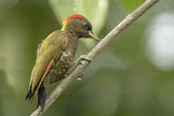 Lesser Yellownapw, Gelbhaubenspecht (Picus chlorolophus) im Regenwald von Sri Lanka bei der Arbeit