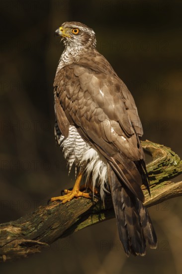 Northern Goshawk (Accipiter gentilis), Netherlands
