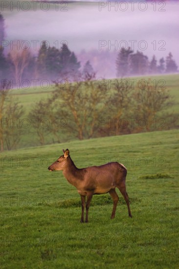 A female Altai maral, Altai wapiti or Altai elk (Cervus canadensis sibiricus) stands on a meadow in the very first light of the day