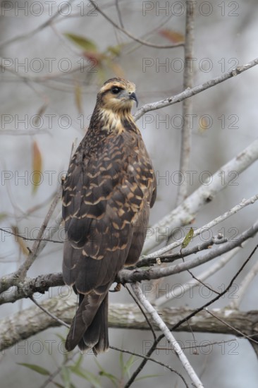 Snail Kite (Rostrhamus sociabilis), Florida, USA