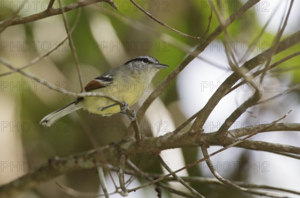 Rufous-winged Antwren (Herpsilochmus rufimarginatus) male perched on a branch, Atlantic rainforest, Brazil