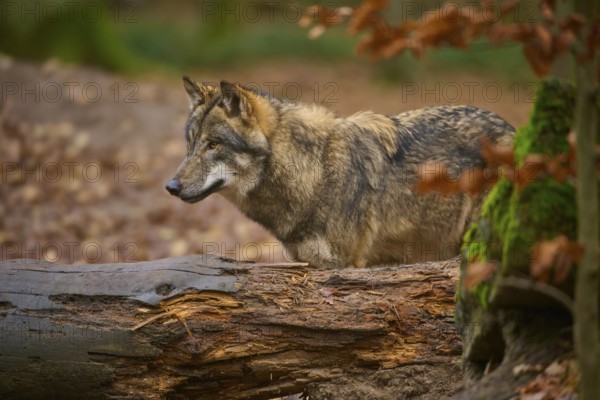 A wolf stands attentively in front of a moss-covered log in the forest, Wolf (Canis lupus), Germany