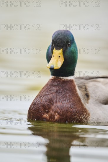 Wild duck (Anas platyrhynchos) male swimming on a lake, Bavaria, Germany