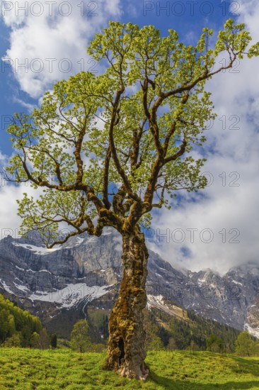 Nature conservancy area Grosser Ahornboden. Sycamore maple trees, Acer pseudoplatanus, in springtime. Karwendel Mountains, Austria