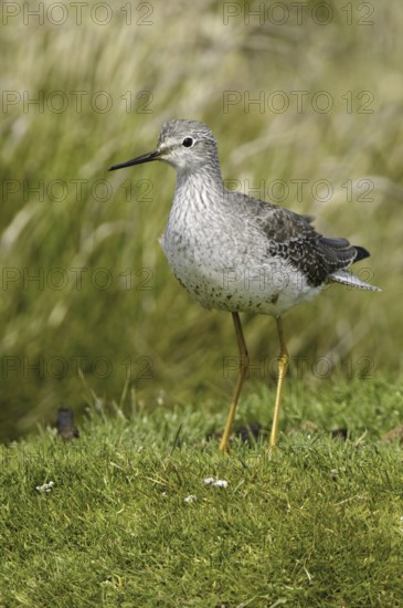 Lesser Yellowlegs (Tringa flavipes), Falkland Islands