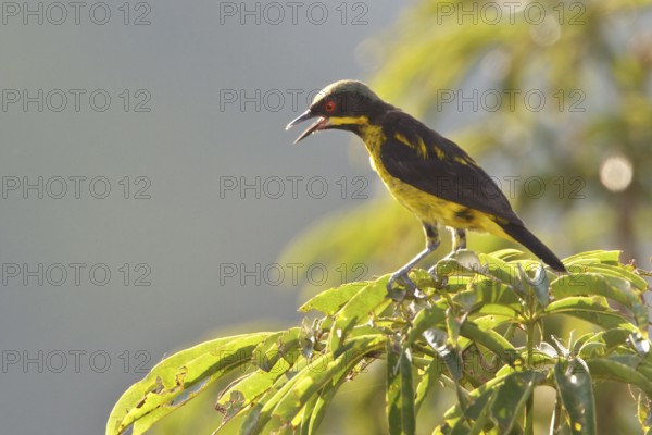 Yellow-bellied Dacnis (Dacnis flaviventer) perched on a branch in Ecuador, South America
