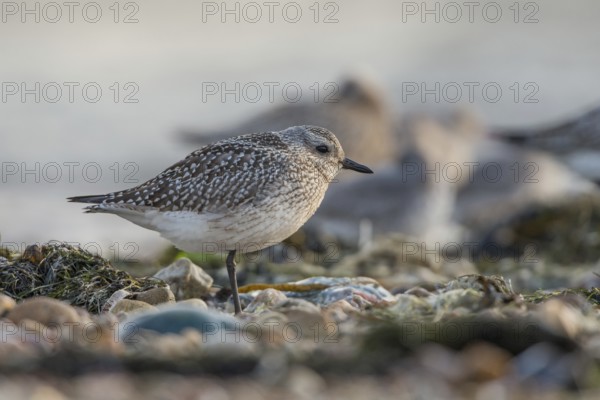 Grey Plover (Pluvialis squatarola), Schleswig-Holstein, Germany