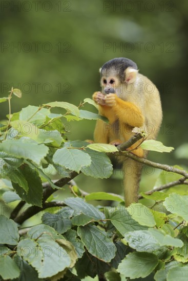 Black-capped squirrel monkey or black-capped squirrel monkey (Saimiri boliviensis), juvenile, captive, occurring in South America