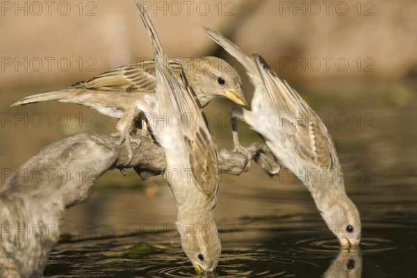 House Sparrow (Passer domesticus) female, Castile-La Mancha, Spain