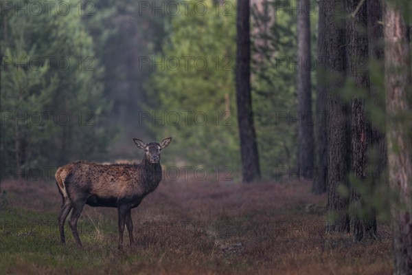 The shutter sound of my camera makes the red deer (Cervus elaphus) pause for a moment, shedding time, antler loss, March, Germany