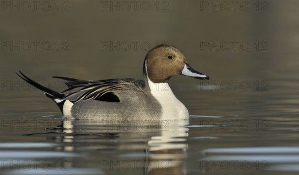 Northern Pintail (Anas acuta) male, British Columbia, Canada