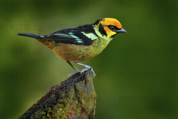 Flame-faced tanager, Tangara parzudakii, sitting on beautiful mossy branch. Bird from Mindo, Ecuador. Birdwatching in South America. Animal in the green forest