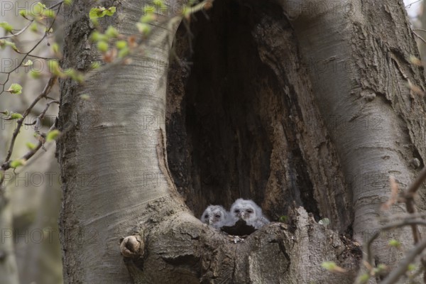 Tawny Owl (Strix aluco) two chicks looking out from breeding hole, Saxony, Germany