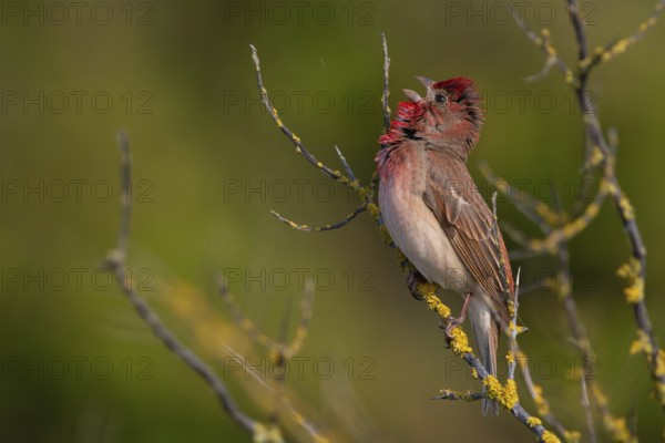 Common Rosefinch (Carpodacus erythrinus) male singing, Mecklenburg-Western Pomerania, Germany