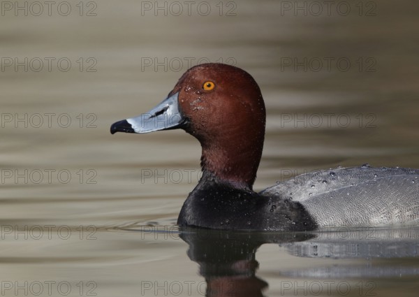 Redhead (Aythya americana) male, Ohio, USA