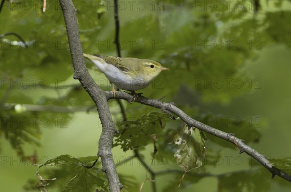 Wood Warbler (Phylloscopus sibilatrix), Saarland, Germany