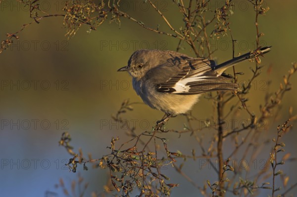 Northern Mockingbird (Mimus polyglottos), Florida, USA
