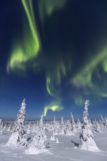 Northern lights, Aurora borealis over snow covered spruce trees on the taiga in winter at night, Riisitunturi National Park, Posio, Lapland, Finland