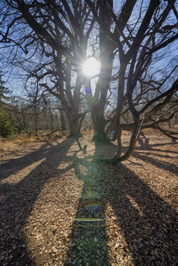 Dwarf Beech, Primeval forest Urwald Sababurg, Hofgeismar, Weser Uplands, Weserbergland, Hesse, Germany