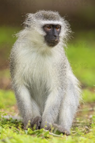 Vervet Monkey, (Chloroebus pygerythrus), vervet monkey, monkey, monkeys, primate, primates, family of vervet monkeys, mmerkatzen, iSimangaliso Wetland Park, St. Lucia, KwaZulu-Natal, South Africa