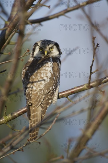 Northern Hawk-Owl (Surnia ulula), Saxony, Germany